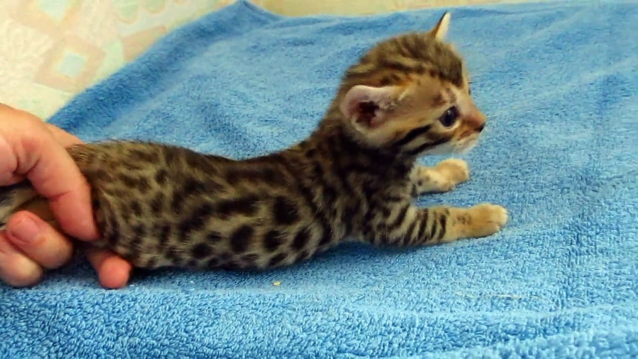 bengal girl №5