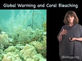 Coral Reefs and Climate Change - Nancy Knowlton (National Museum of Natural History)