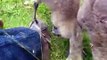 Feeding and petting wild Canada goslings