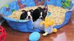 Boston Terrier Puppies - Week 10