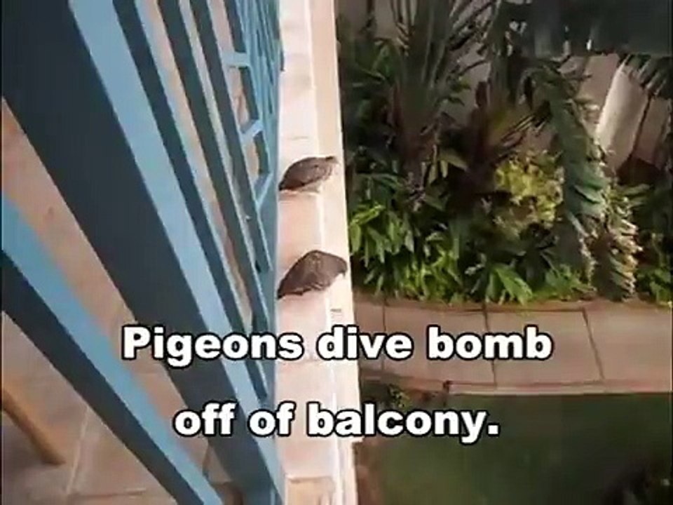 Bird Behavior