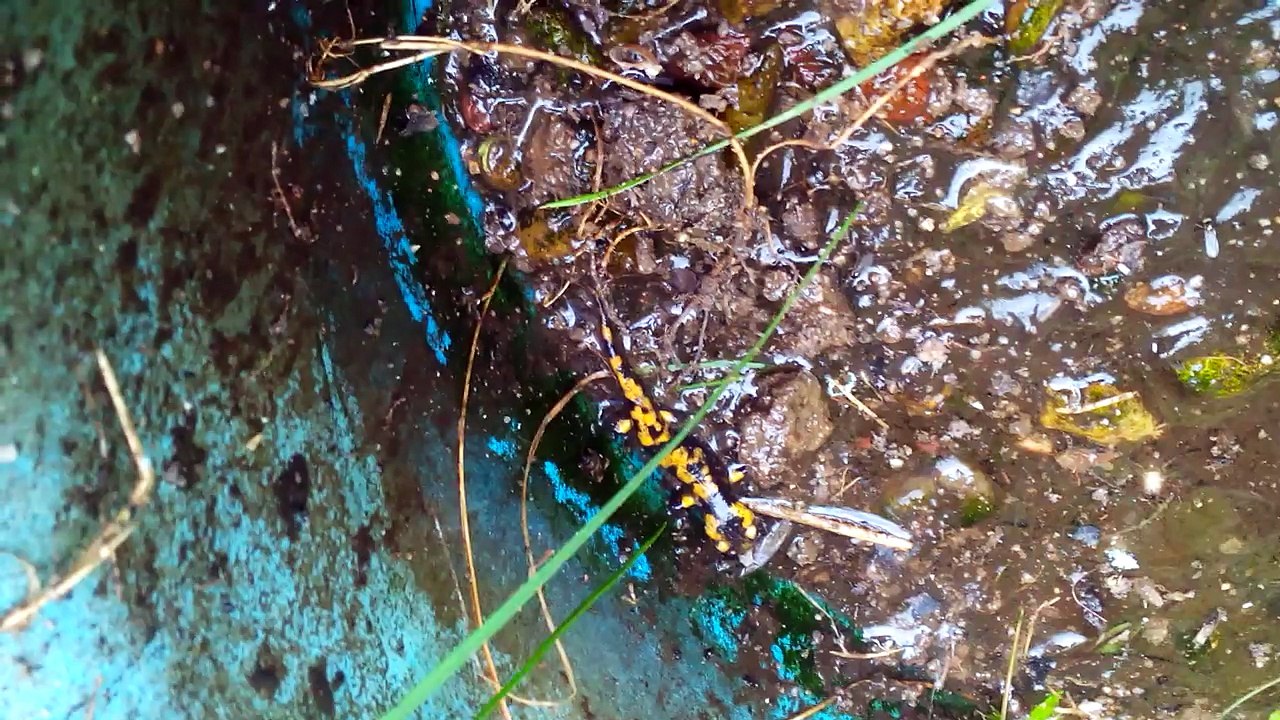 Petite salamandre