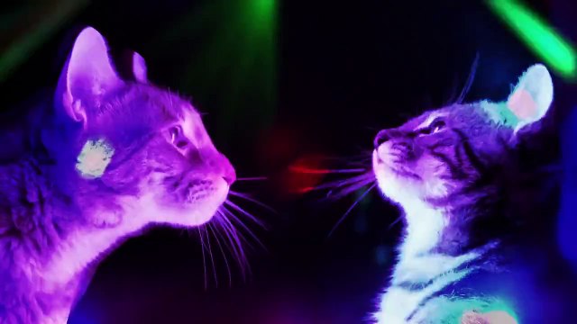 Meow Mix Song - EDM Cat Remix by Ashworth
