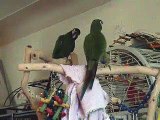 yellow collar mini macaw playing peek a boo with illiger macaw