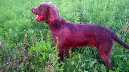Pudelpointer Maximilian executing the WATCH command