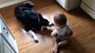 Cute Baby Plays With Gentle Beautiful Dog - Sweet Baby and Dog Video