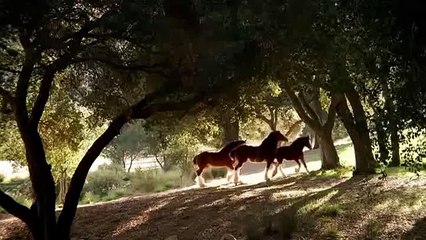 Budweiser Clydesdale commercial 2006 Super Bowl