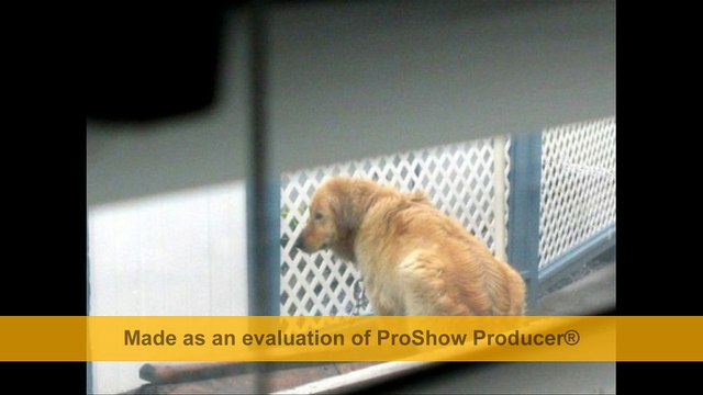 Ils découvrent que leur voisin a enchaîné et bâillonné son chien, ce qu'ils font à son absence est formidable !