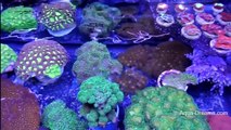 Virtual Store Tour - Inside Visual Tour of Aqua Dreams Aquarium Corals