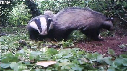 BBC News_Badger cull to begin in NI to combat bovine TB 3Jul15