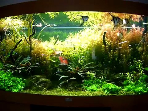 Aquajardin Gloucester - Juwel Vision 450 Planted Display Aquarium