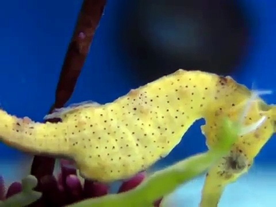 Hippocampe reidi