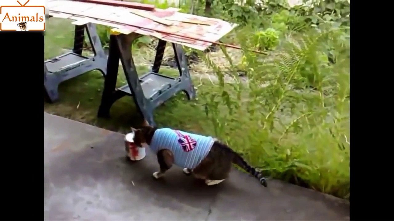 Animal Videos - Crazy Cats So Funny - Cute Animals - Funny Animals Videos 2015.mp4