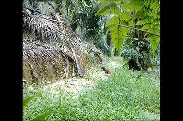 Pikat Ayam Hutan 4 Jan 2014