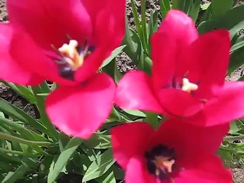 СКАЧАТЬ ФУТАЖИ Весенние цветы Тюльпаны Пенье птиц Футаж для видеомонтажа Nature Free footage