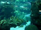 acquario di genova tra delfini, foche e pinguini