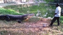 Feeding - Jaws III (SaltWater Croc)- Madras Crocodile Bank (MCB)