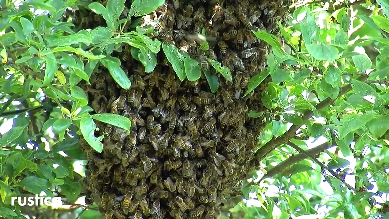 Fabriquer un piège à guêpes