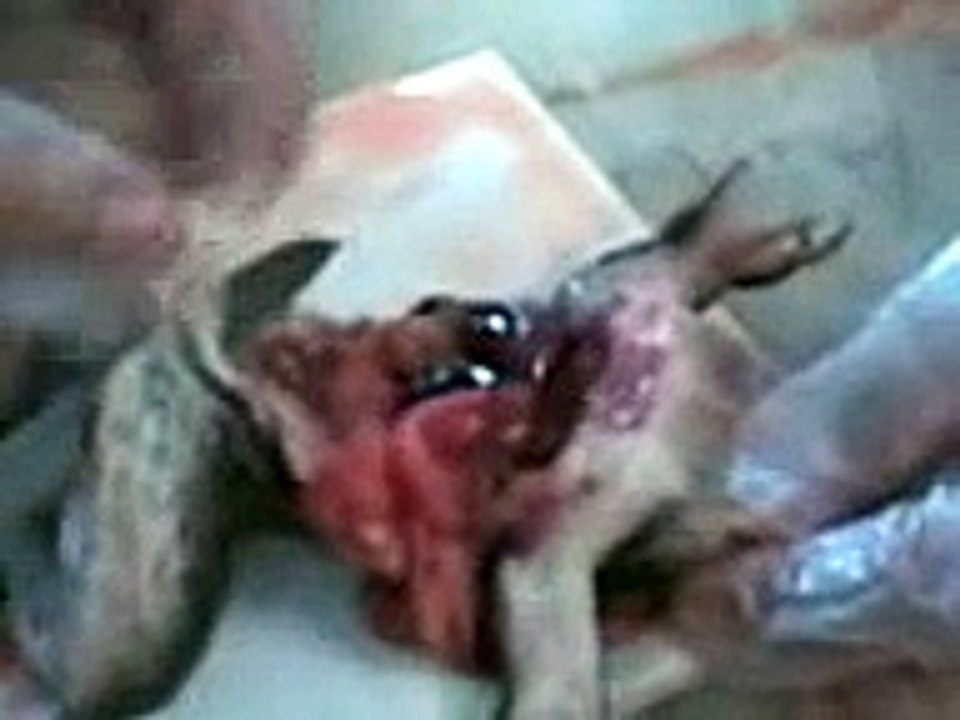 Frog Dissection