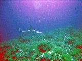 Requin marteau - Plongée Sha'ab Maksour plateau Nord - Le 18/06/2015 - Croisière Mer Rouge Saint-Johns (Diving attitude)