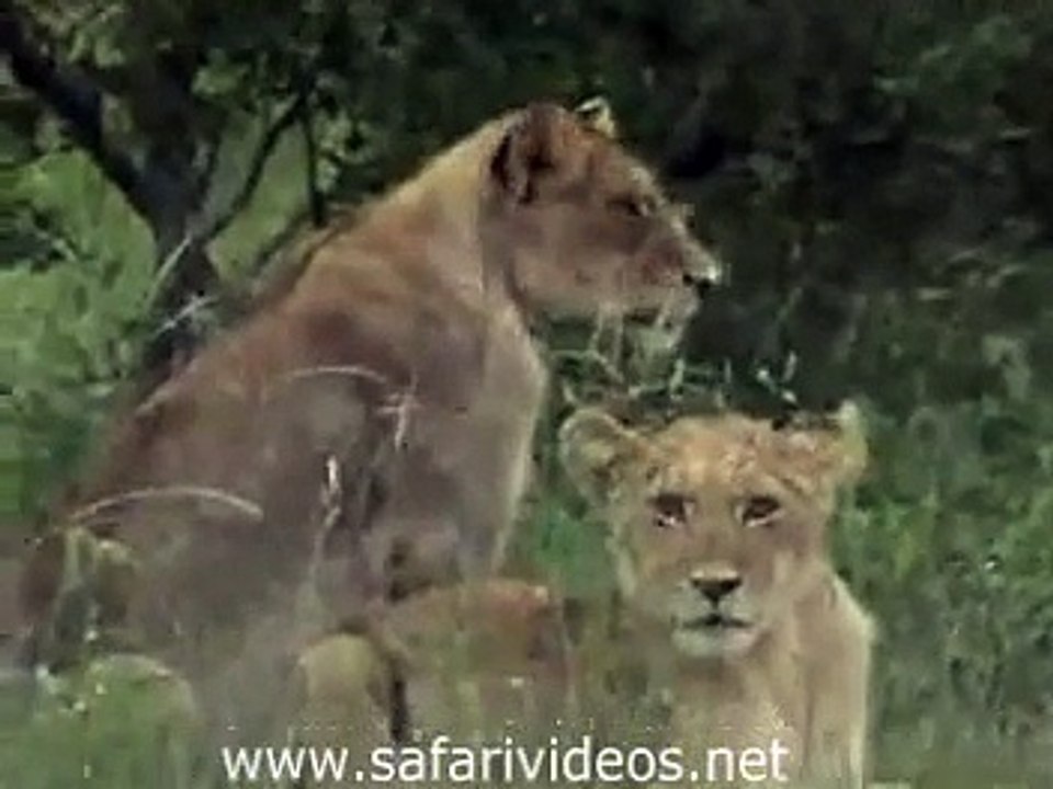 Lion Attack to Zebra (Safari Videos)