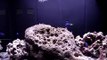 Mini Reef Tank (12 gallons)