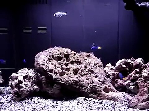 Mini Reef Tank (12 gallons)