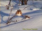 STEGLITS European Goldfinch (Carduelis carduelis)  Klipp - 80