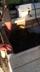 deversement au 2 ilotiers video 5