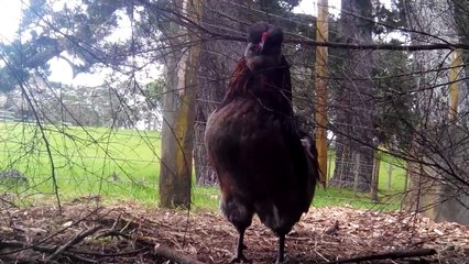 Rooster Crowing Loud  In The Morning Full Video