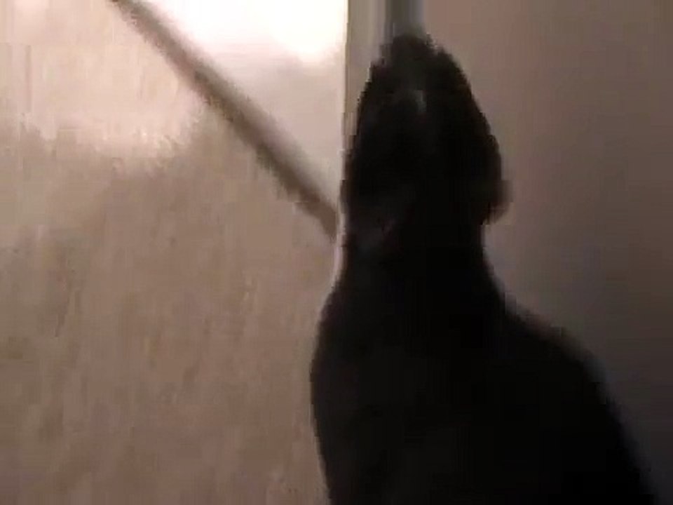 Talking Cat