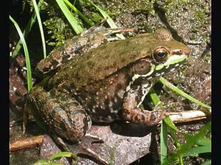 Baby Einstein   quiz about Animals sound   Baby Einstein