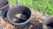 Experimental Container Gardening : A Soaker Hose Gravity Drip System - TRG 2015