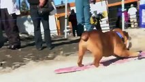 Perro practicando deportes extremos