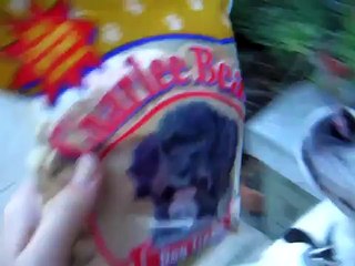 smart stupid dog