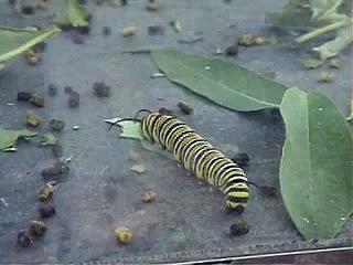 Caterpillar to Butterfly real footage