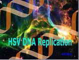HSV DNA replication