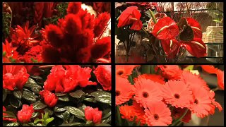 Fleuriste La Ferté-Alais : créatrice florale, composition florale, bouquet, Etampes