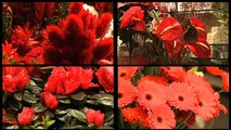 Fleuriste La Ferté-Alais : créatrice florale, composition florale, bouquet, Etampes