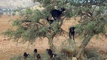 Goats in Trees Marocco Atlas Mountains