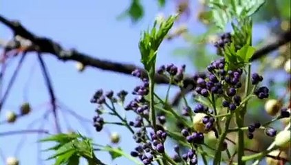 Patras University (spring)