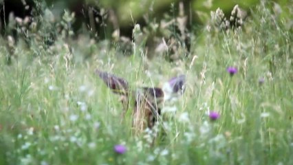 Pourquoi les bîches ont de grandes oreilles ? pour chasser les mouches pardi !