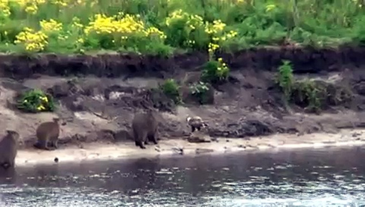 Capybara eaten by bird of prey - Flodsvin fortært av rovfugl