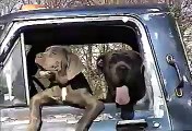 Neapolitan Mastiff puppy crying to get out of truck