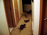 Kittens and Mama chasing laser light