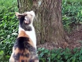kitten climbed up the tree and panicking