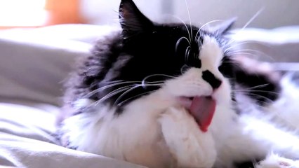 Most Annoying Cat Song In the world?