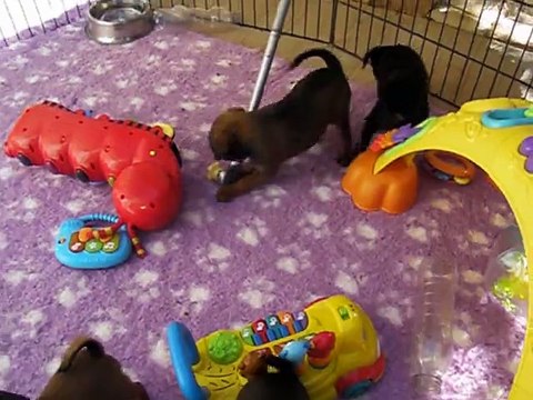 PETIT BRABANCON DU DOMAINE DES COTIERES