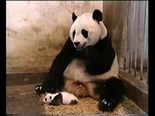 The Sneezing Baby Panda Scares His Mother