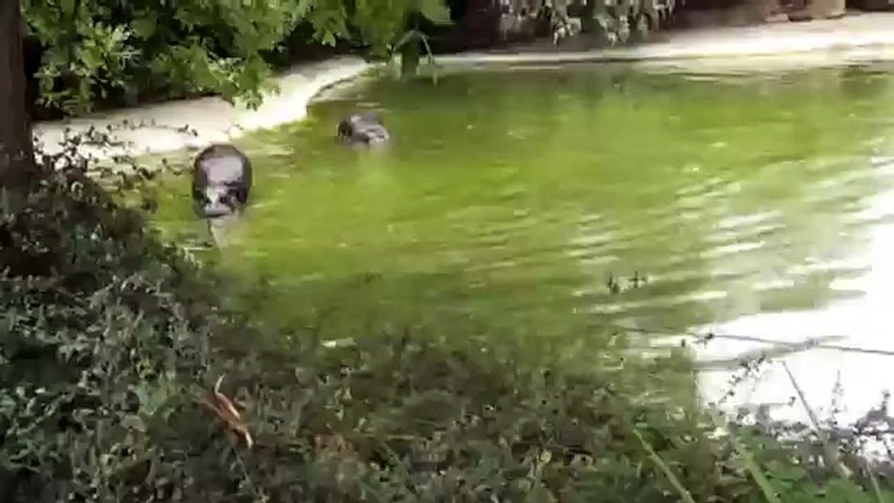 Hippo attacks duck and ducklings!